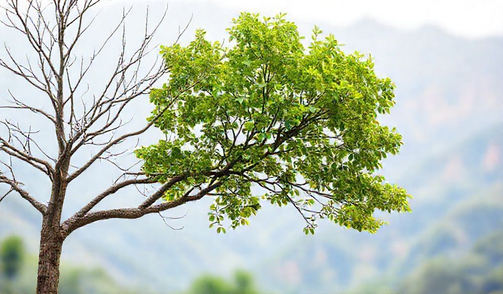 flourishing tree versus a bare tree